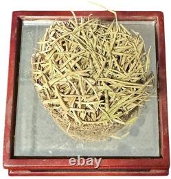 1923-2008 Old Yankee Stadium Used Grass/Sod with Display Case Steiner Sports