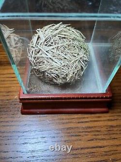 Authentic Yankees Stadium Grass Artifact Old Yankees Stadium 2008 WithCase