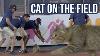 Cat Runs Onto The Field During Yankees Game A Breakdown