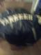 Vintage Leather G-iii Carl Banks Ny Yankees Lined Stadium Coat Jacket S